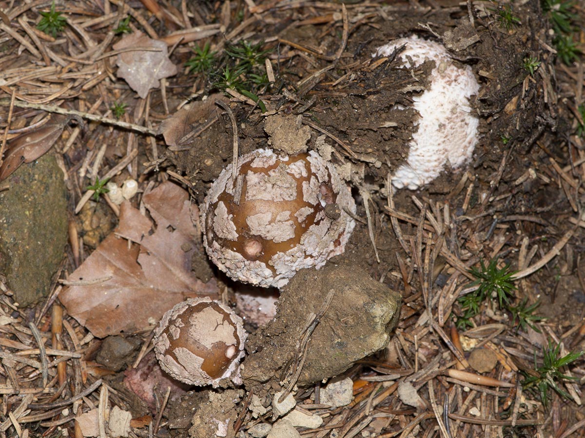 Amanita rubescens